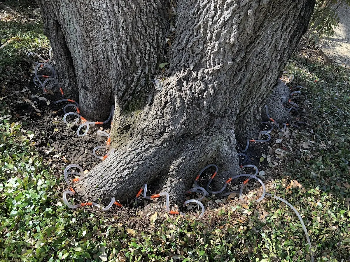 Detailed Tree Cabling and Bracing job site in Gruver