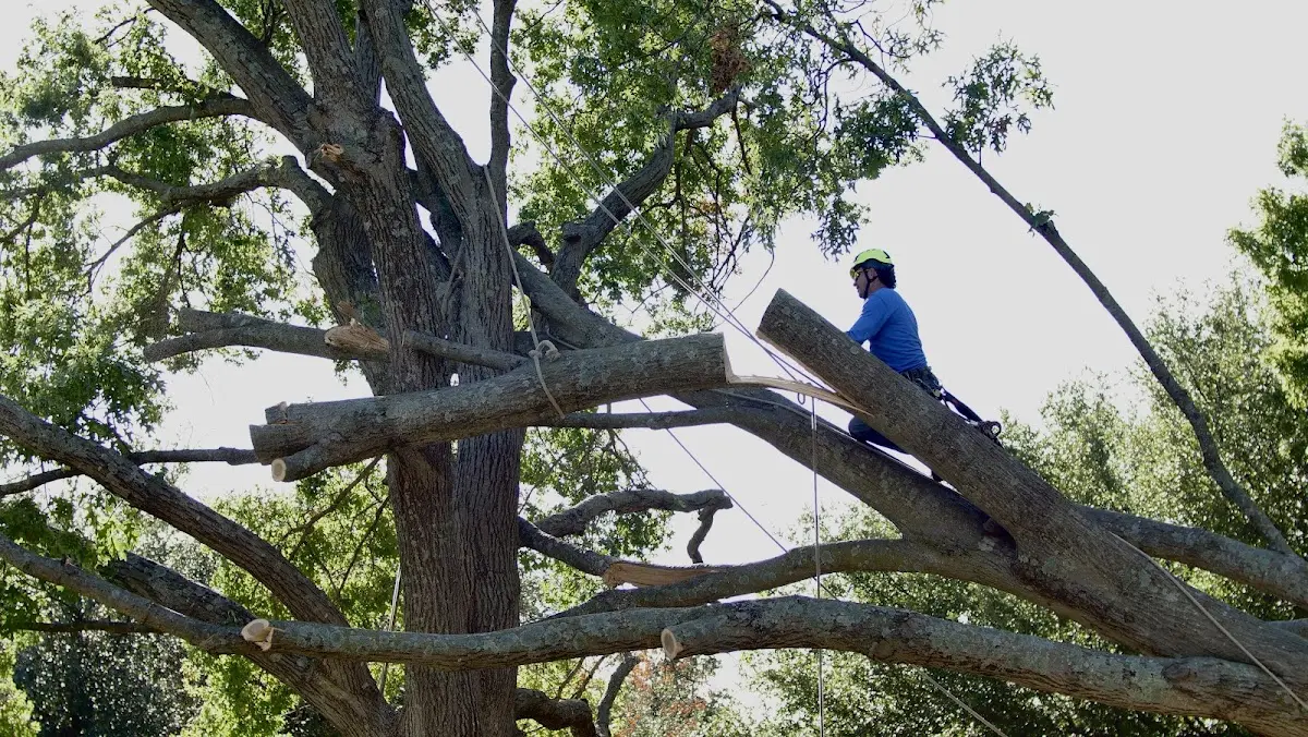 Professional Crown Thinning performed by certified arborists in Gruver